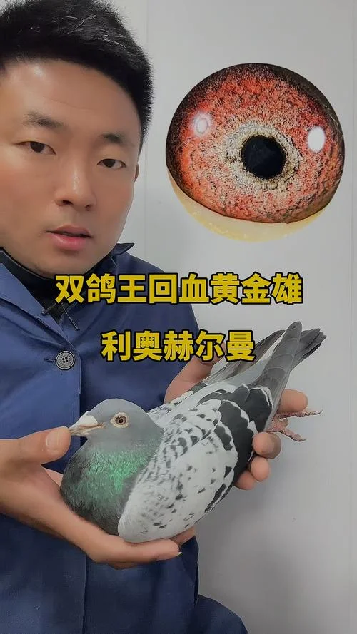 信鸽回血提纯黄金公式_2