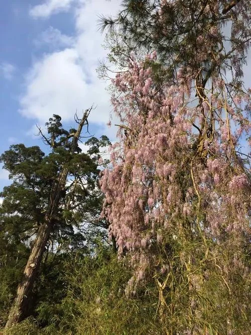 柯山红曰的柯山在哪里-柯山红曰指柯山