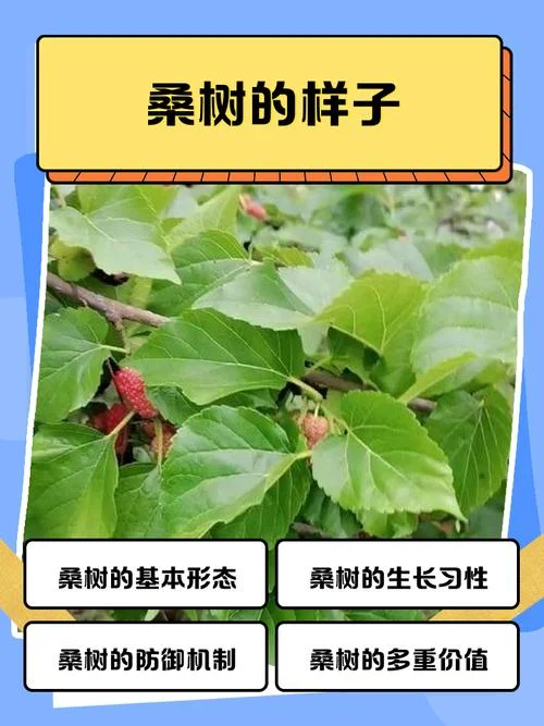 一亩桑树产多少斤桑叶_2