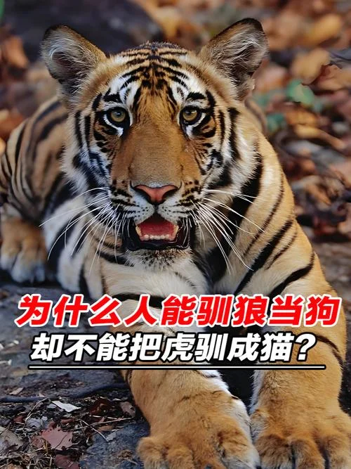 梦见猫和狗和老虎_1