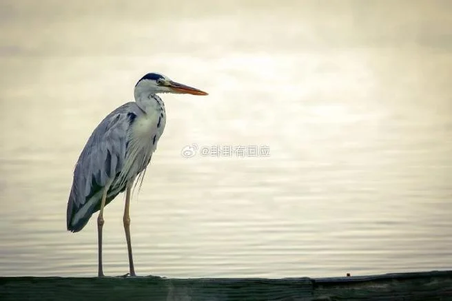 梦见仙鹤咬我_1