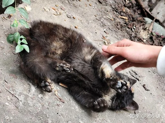梦到被野猫咬了手是怎么回事_1