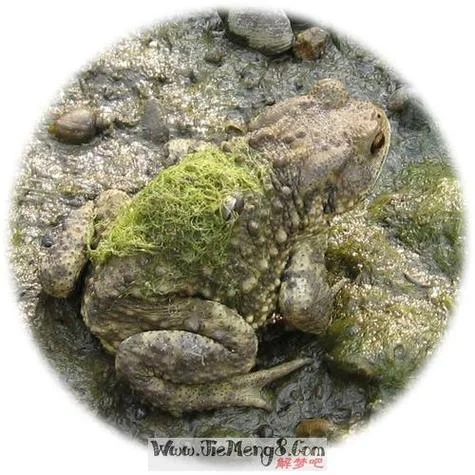 梦见黑蛤蟆_2