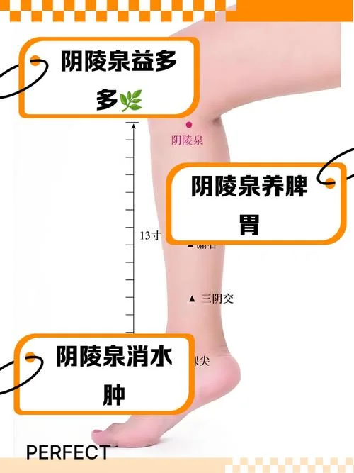 什么是二阴地区-二阴地区定义