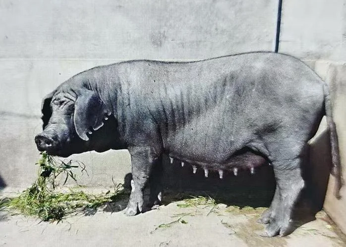 梦见黑猪咬人_2