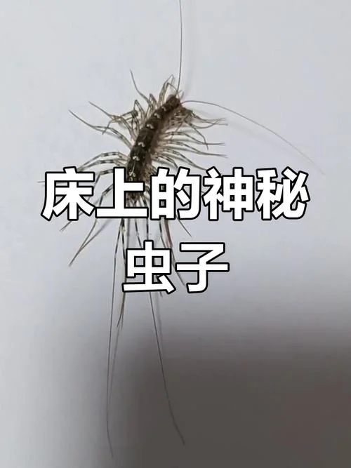梦见很多长腿虫子_1