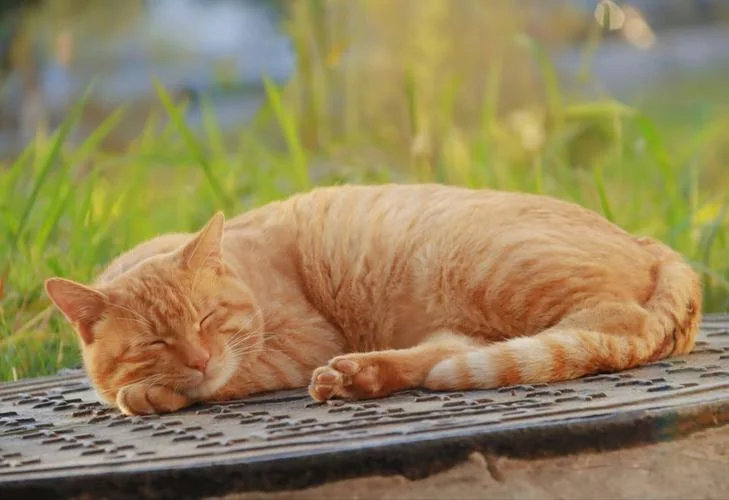 梦到捡到一只橘色的猫-梦见拾获橘猫