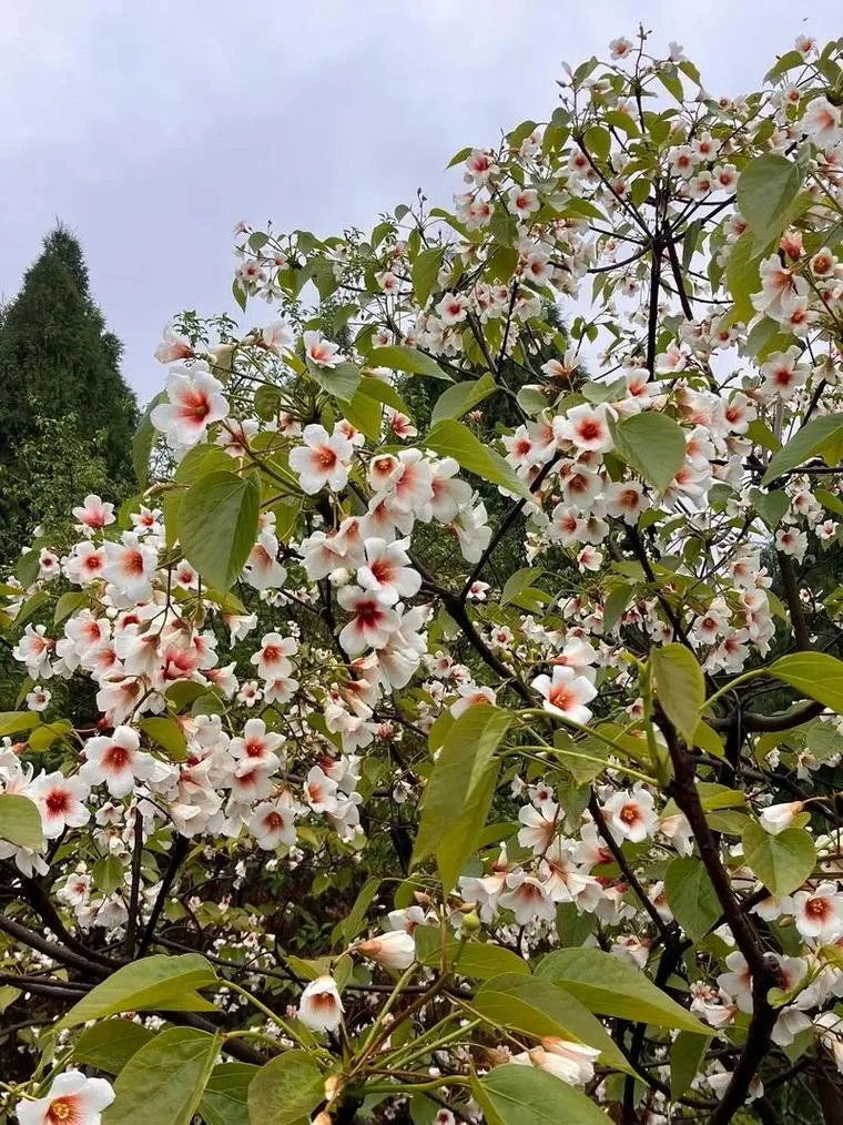 桐子花几月开-桐花四月开