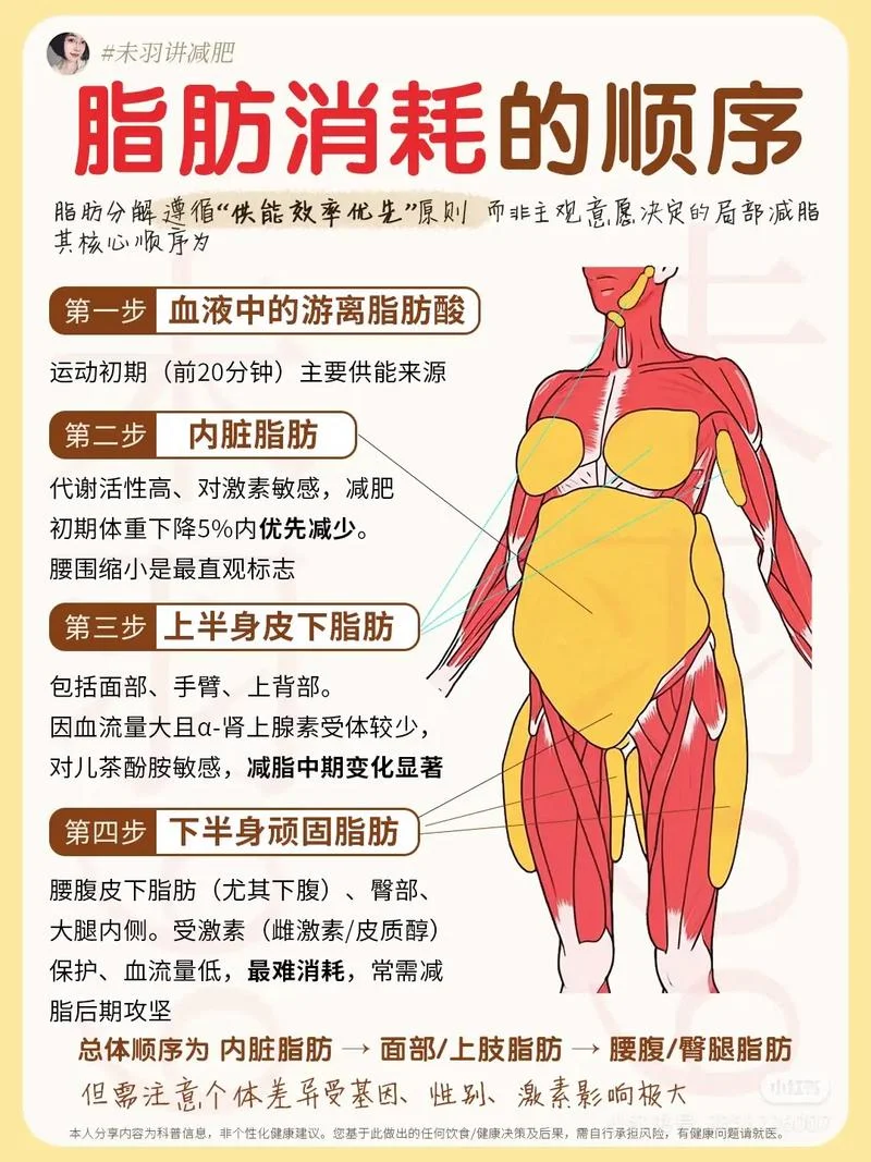 下腹部抽脂多少钱_2