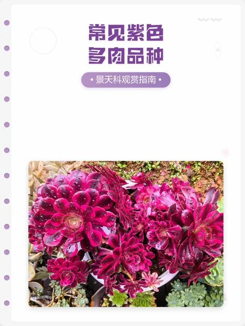 多肉常见品种介绍-多肉常见品种