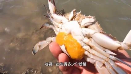 梦到捡螃蟹_2