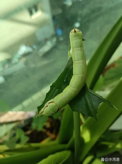 梦见虫子到处爬_1
