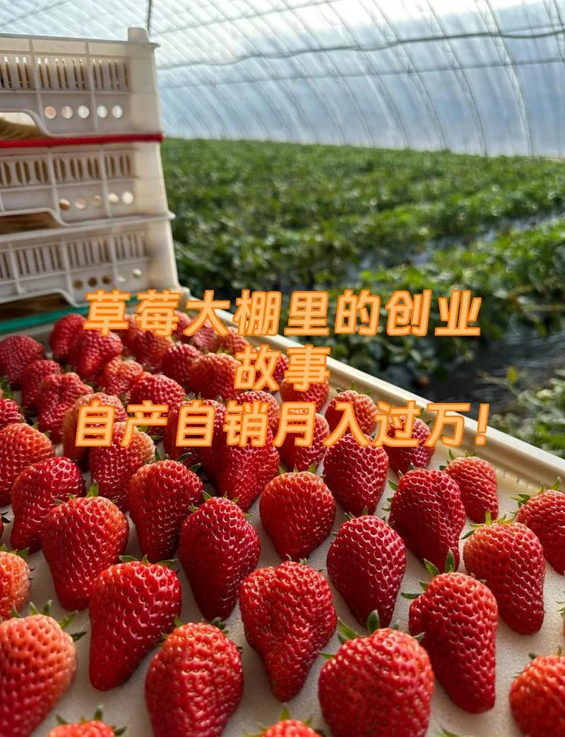 一亩大棚草莓利润多少-一亩大棚草莓利润