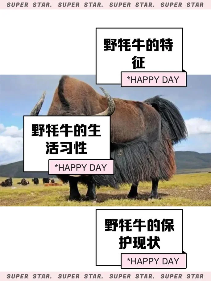 耗牛在哪个省-全国耗牛省份