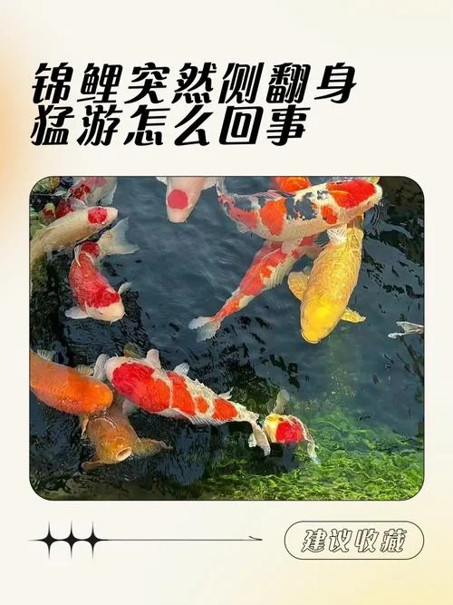 梦到鱼在水中游_1