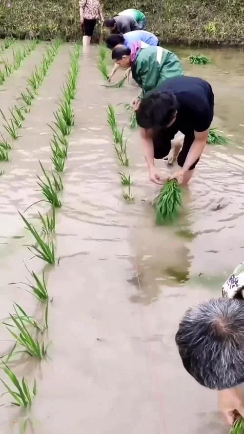 梦见栽秧田里水满满的_1