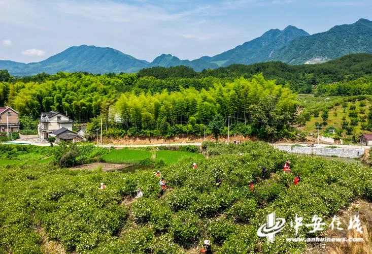 安徽旌德县属于哪个市_1