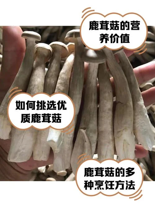 鲜鹿茸一克多少钱_1