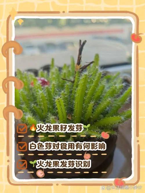 火龙果盆栽长大怎么办-盆栽火龙果长不大