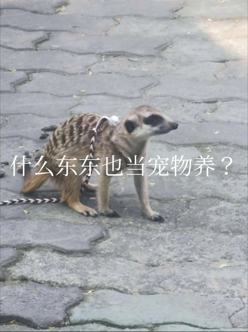 一丘之貉的含义是什么_1
