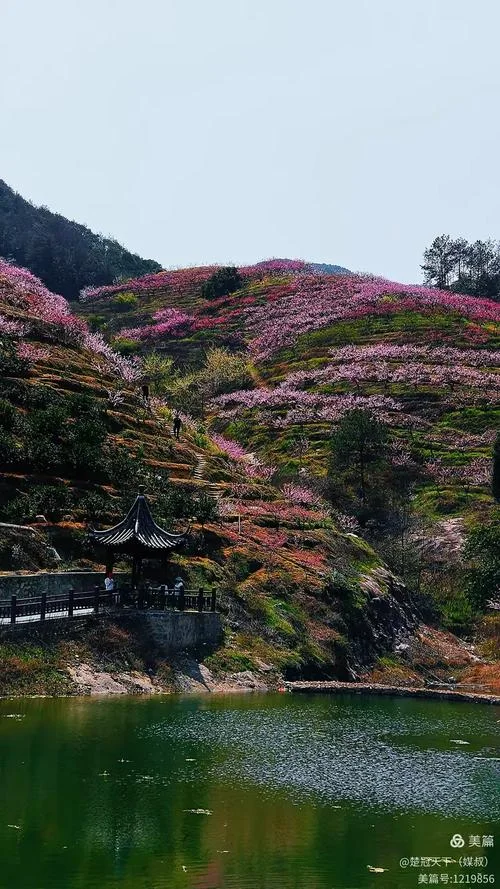 梦见坟上开桃花_1