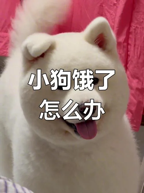 梦到自己的狗饿的瘦小-梦中瘦狗