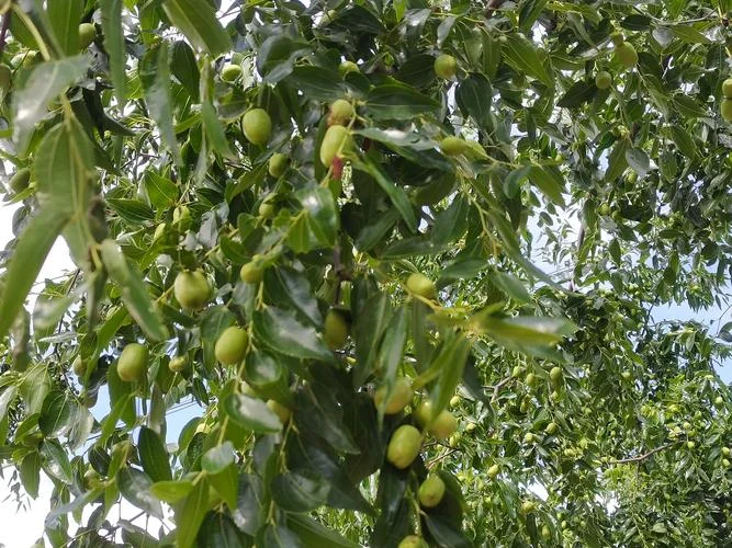 梦见酸枣树杆堆成u形_2