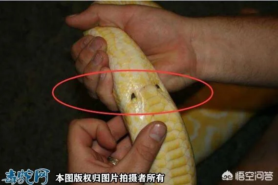做梦梦到蛇啃自己的脚_1