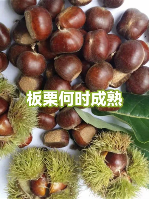板栗几月份成熟百科-板栗成熟时间查询