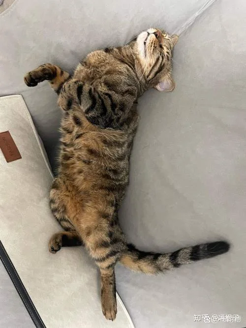 周公解梦梦见老鼠和猫-梦猫鼠周公解梦
