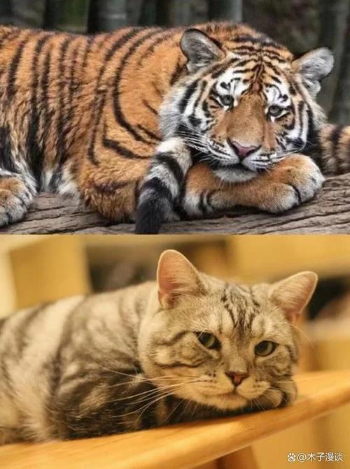 梦见老虎和猫_1