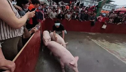 梦见抓猪崽子_1