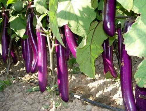 梦见摘茄子都掉皮_1