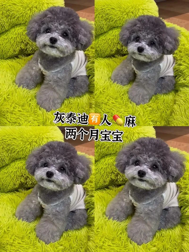 一只泰迪幼犬多少钱_2