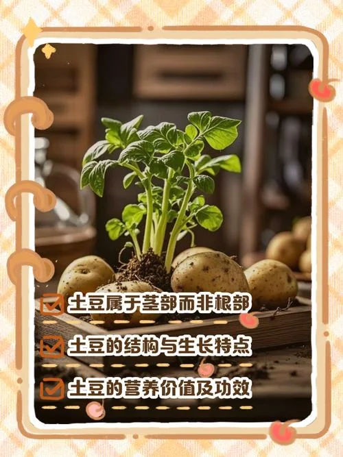 土豆土豆我是地瓜出处-土豆地瓜我是薯方