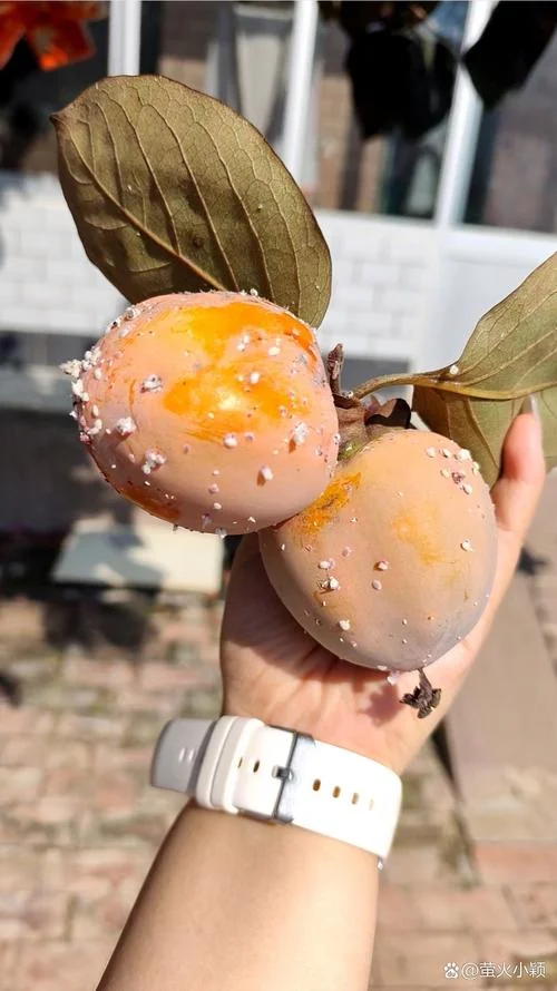 柿子树上的虫子叫什么_1