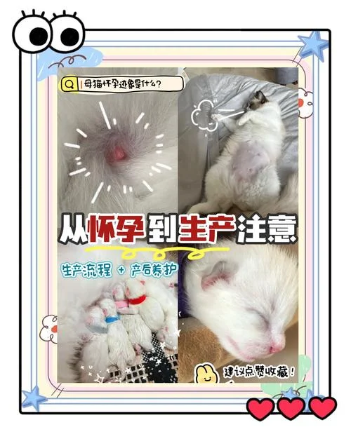孕妇做梦梦到猫是什么意思_2