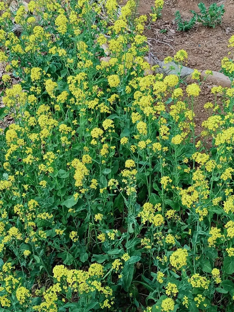 梦见一片油菜花_1