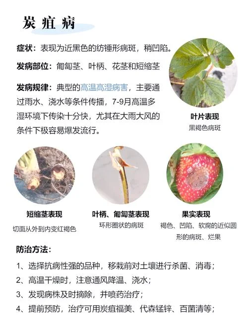 草莓重茬怎么办-草莓重茬如何防治