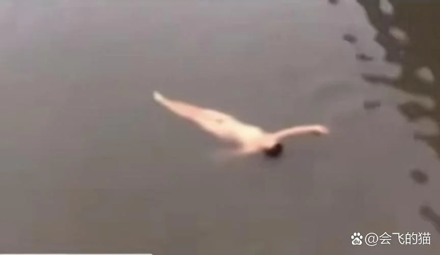 梦见有人落水死了_1