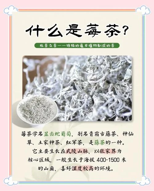 莓茶是哪一年发现的-莓茶发现于哪一年