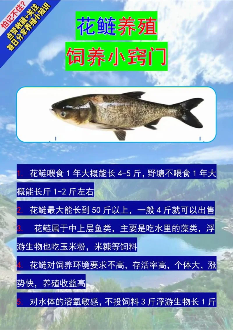 半亩鱼塘能养多少鱼-半亩鱼塘养鱼数