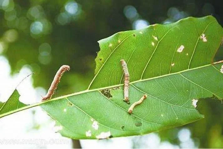 梦到很多虫子打不完_2