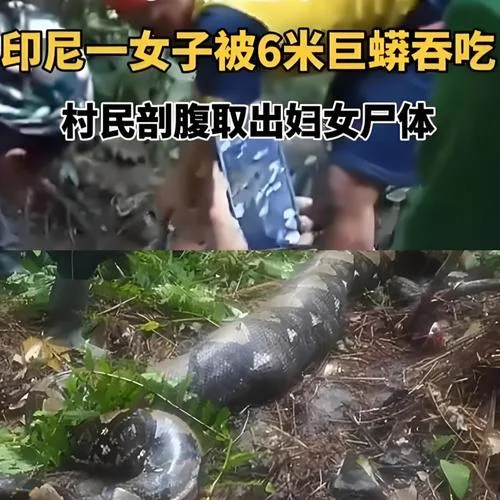 梦到巨蟒被杀_2