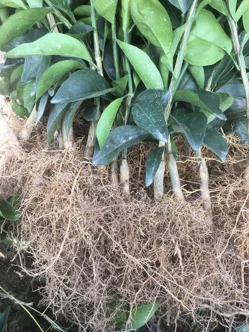 赣南脐橙苗多少钱一棵_2