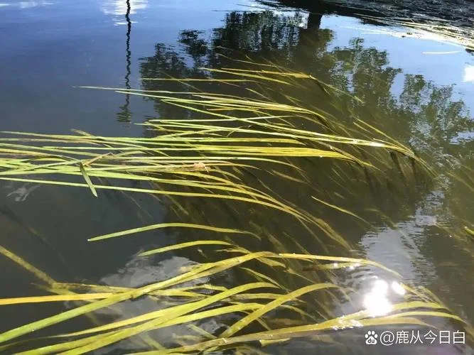 梦见河中无水_2