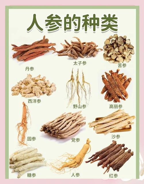 送领导送人参什么寓意_1