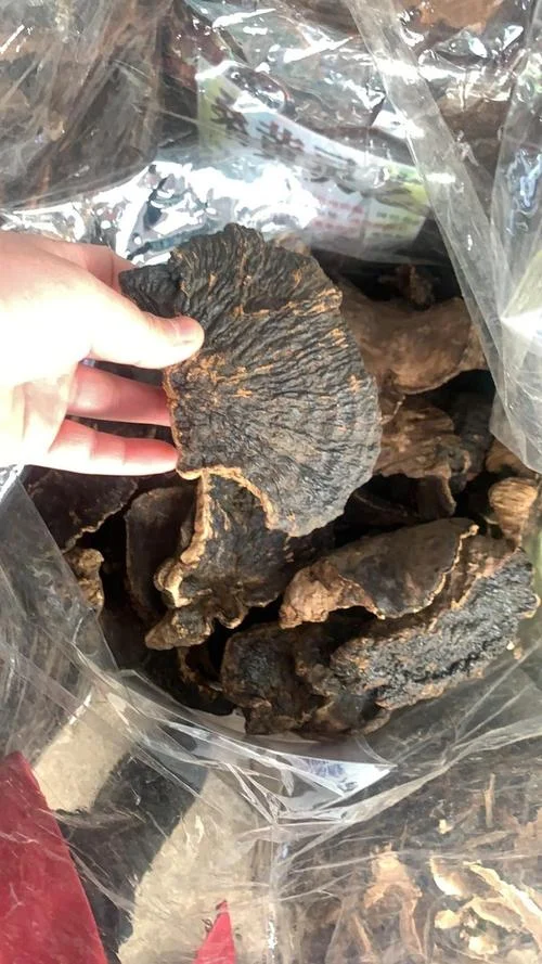 一亩灵芝能赚多少钱_2