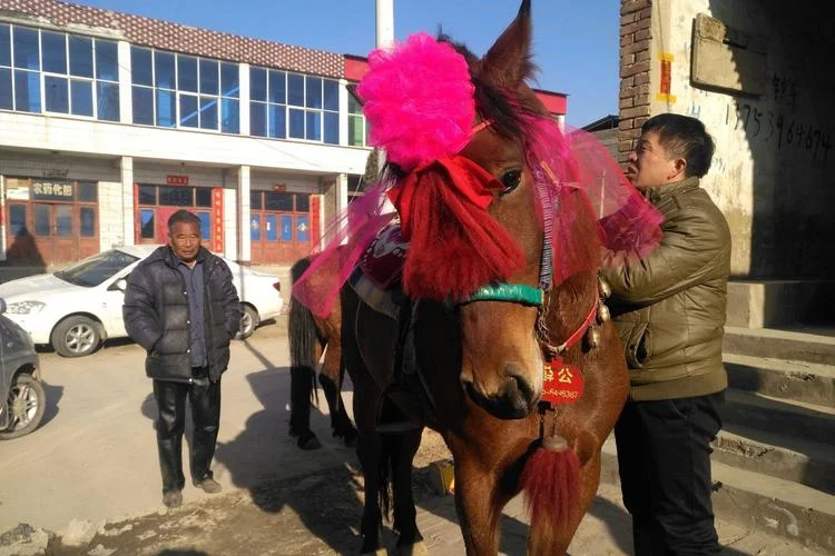 老人梦见马_2