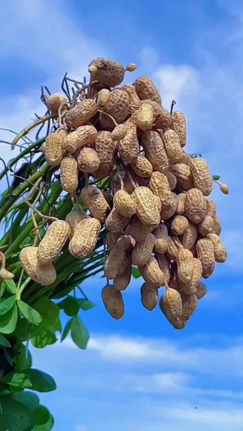 梦见好多的花生_2